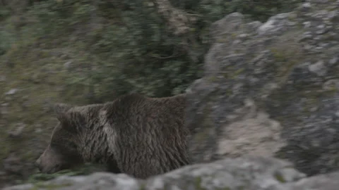 Brown Grizzly Bear Stock Footage 233179769