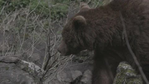 Brown Grizzly Bear, Looking for something Stock Footage 233179525