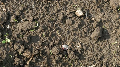 Brown ground surface. Close up natural background 库存影片 130690893