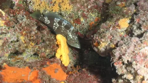 Brown Grouper get diturbed Stock Footage