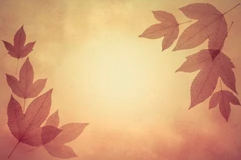 Brown grunge leaf  background Stock Photos