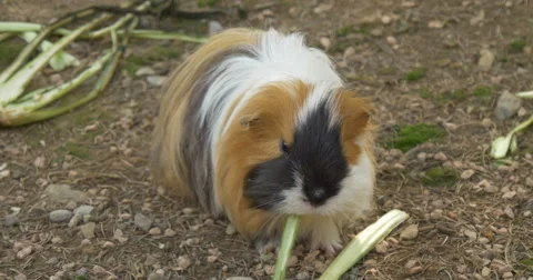 Brown guinea pig  Video stock 41690454