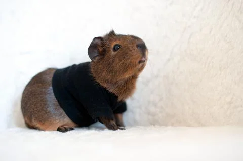 Brown Guinea pig Stock Photos