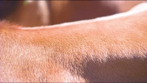 Brown hair on cow's back Video stock 76139867