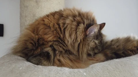 Brown haired cat in licking time, siberian Stock Footage 127296070