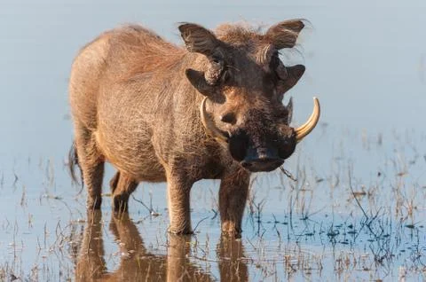 Brown hairy warthog Stock Photos