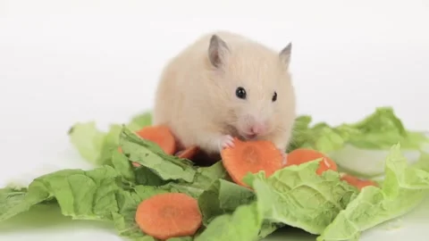 Brown hamster eats a carrot on a light background Vídeo Stock 240601856
