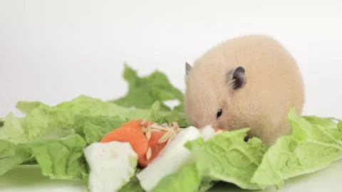 Brown hamster eats a carrot on a light background Stock Footage 241008014