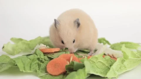 Brown hamster eats a carrot on a light background 動画素材 241951594