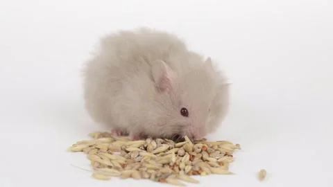 A brown hamster eats grains on a light background Stock Footage 240601815