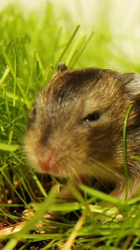 Brown hamster moving through fresh grass in natural light Stock Footage 322203216