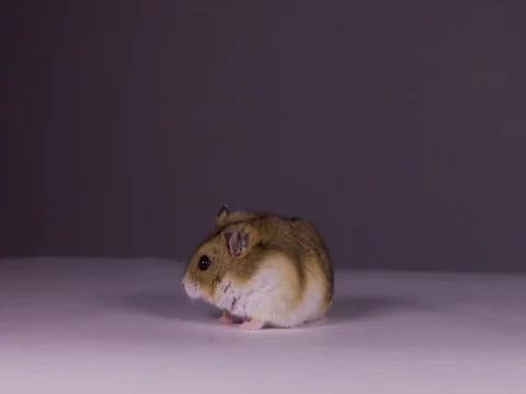 Brown hamster on white Stock Footage 75733457