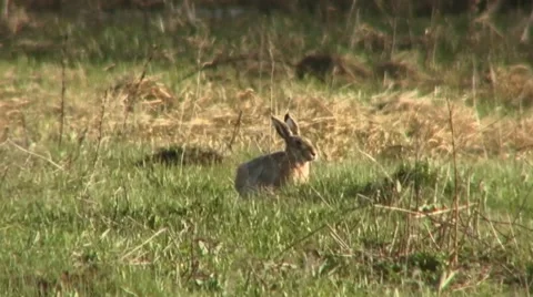 Brown hare 1 Stock Footage 18183834