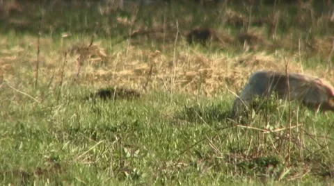 Brown hare 2 Video stock 18183870