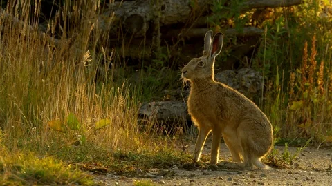 Brown hare 26 16 6 Lepus europaeus sitting in evening sun Stock Footage 120213269