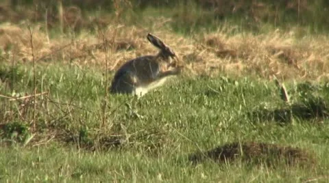 Brown hare 3 Video stock 18183874