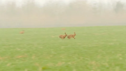 Brown Hare 32 17 3  Lepus europaeus two chasing in march wheat field Video stock 120213317