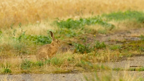 Brown hare 51 7 17 Lepus europaeus washing and cleaning itself Stock Footage 120213407