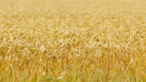 Brown hare 52 7 17 Lepus europaeus feeding on ripe wheat Stock Footage 120213514