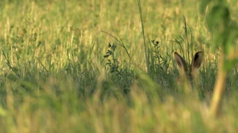 Brown Hare 62k Lepus europaeus in long vegitation Stock Footage 148506653