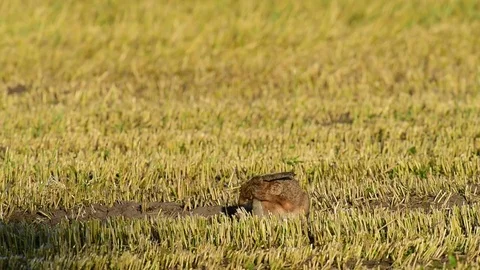 Brown hare clean her fur Stock Footage 75563541