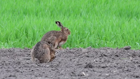 Brown hare clean her fur and stretch the body, spring Stock Footage 98033304