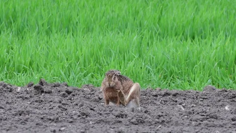 Brown hare clean her leg, spring Stock Footage 98124847