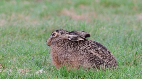 Brown hare clean her legs, spring Stock Footage 97822487