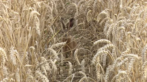 Brown Hare in corn field 스톡 동영상 66560743