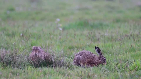 Brown hare couple sitting in the meadow and search feed, spring Stock Footage 116534948