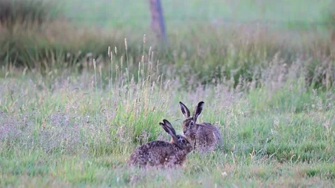 Brown hare couple sitting in the meadow, summer Video stock 157382967