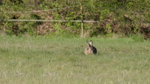 Brown Hare Crouching and Grazing in Green Spring Grass, 4K 60fps Vídeos de archivo 334416552