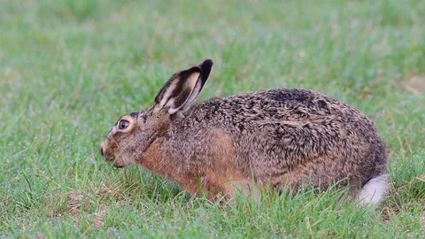 Brown hare eat grass, spring Stock Footage 96439789