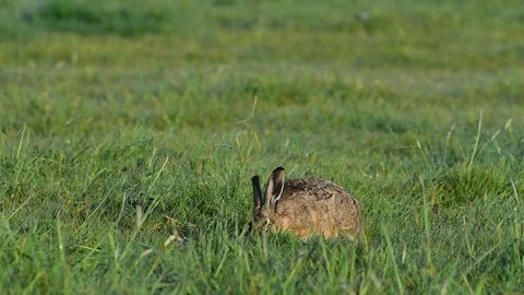 Brown hare eat in the meadow, spring Video stock 79610899