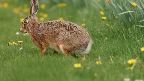 Brown Hare Eating Grass in Wildflower Meadow Stock Footage 318110889