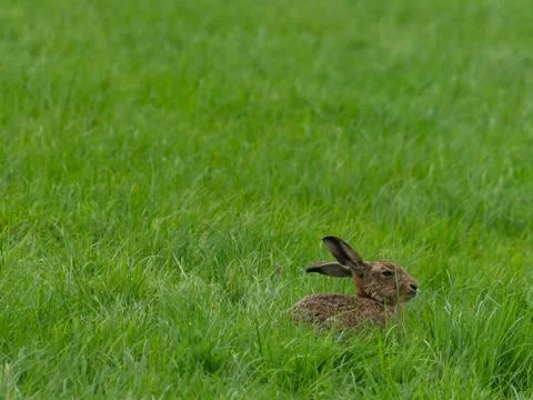 Brown Hare in a field Stock Photos