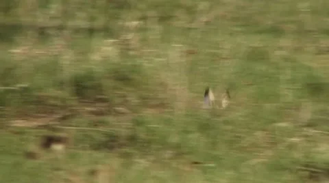 Brown hare Video stock 18183956