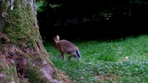 Brown Hare Stock Footage 78484692