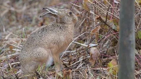 Brown Hare Stock Footage 120361256
