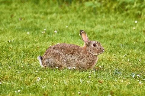 Brown Hare on Grass Brown Hare Resting on the Green Grass Copyright: xZoon... Foto stock