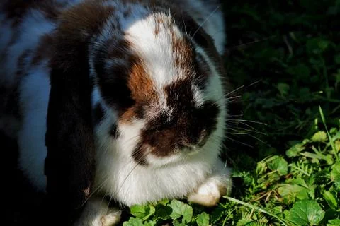 Brown hare in the grass Stock Photos