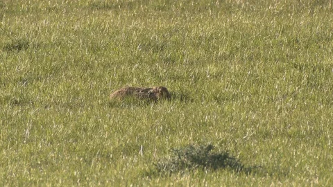 BROWN HARE GRAZING ON GRASS IN FIELD THEN RUNS OUT OF FRAME Stock Footage 127840610