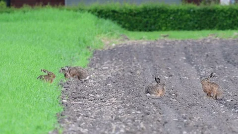 Brown hare group sitting in the field, spring Stock Footage 97925050