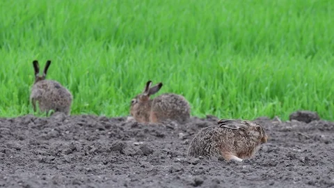 Brown hare group sitting in the field, spring Stock Footage 98035313