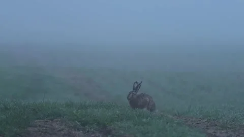 Brown hare is having a breakfast Stock Footage 189924097