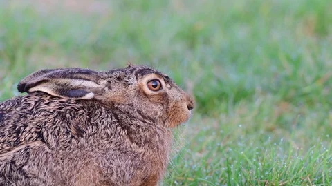 Brown hare head portrait, spring Stock Footage 96490401