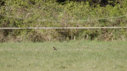 Brown Hare Hidden in Grass Slowly Revealing Head, 4K 60fps Vídeos de archivo 334423411