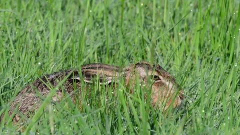Brown hare hide in the meadow, spring Stock Footage 97881558