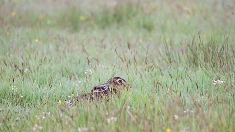 Brown hare hides in the grass and watch, spring Video stock 155678556