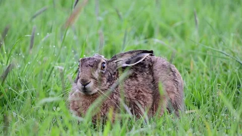 Brown hare hides in the grass and watch, spring Video stock 155679241